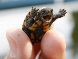 Tortue