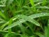 Herbe_coupe