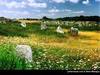 Carnac_printemps
