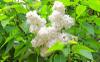 Lilas_blanc