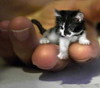Petit_chat