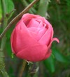Rose3