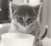 Repas_du_chat