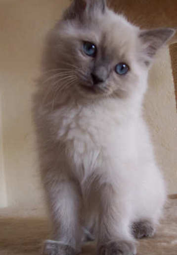 Jumelle_4