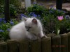 Chaton8