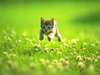 Kitten_escape