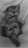 Petite_clochette