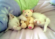 Chaton_x_3