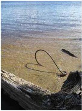 60016_coeur_plage_2