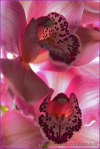 Orchidea4