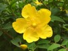 Mmillepertuis