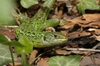 Lezard_vert