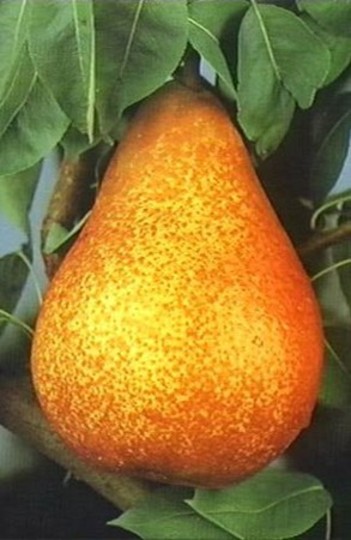 Poire