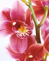 Orchide