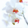 Orchide1