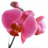 Orchide2