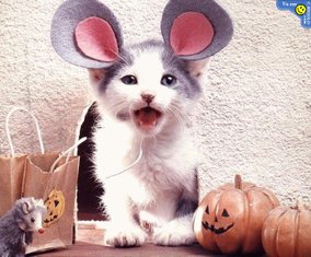 Chat_souris_4