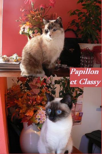 Papillon_et_classy_4