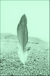 Plume