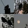 Chants_des_oiseaux