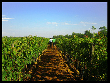 Vendanges