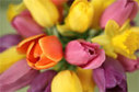 Jonquilles_tulipes