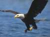 Aigle