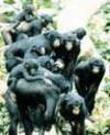 Bonobo