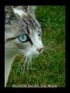 Eyes