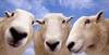 Fes_moutons