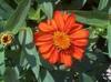 Fleurs