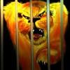 Lion_1
