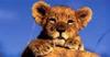 Lionne_1