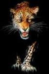 Lopard