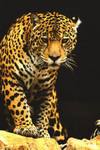 Lopard_1