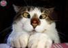 Louche