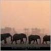 Lphants
