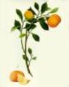 Mandarine