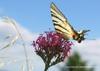 Papillon_1