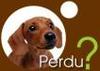 Perdu