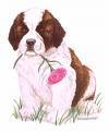 Saint_bernard