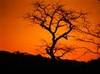 Savane