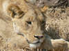 Tanzanie10