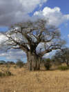 Tanzanie12
