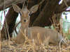 Tanzanie13