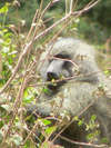Tanzanie16