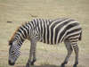 Tanzanie17