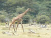 Tanzanie19