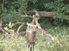 Tanzanie20