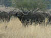 Tanzanie22